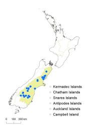 Veronica verna distribution map based on databased records at AK, CHR & WELT.
 Image: K.Boardman © Landcare Research 2022 CC-BY 4.0
